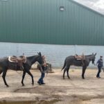 Dixie National Horse and Mule Color Bonanza Show