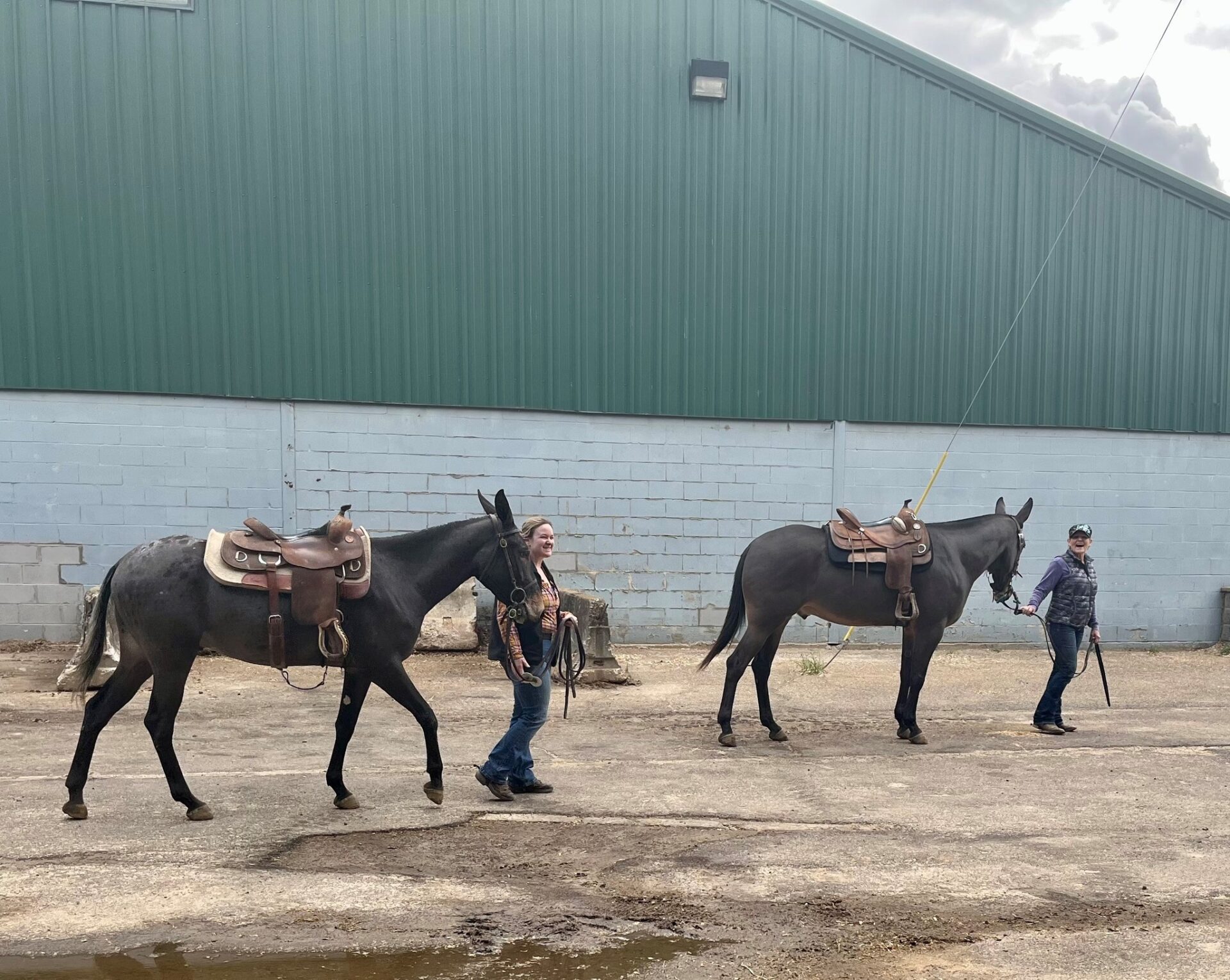 Dixie National Horse and Mule Color Bonanza Show